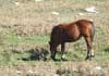 horses on Biokovo